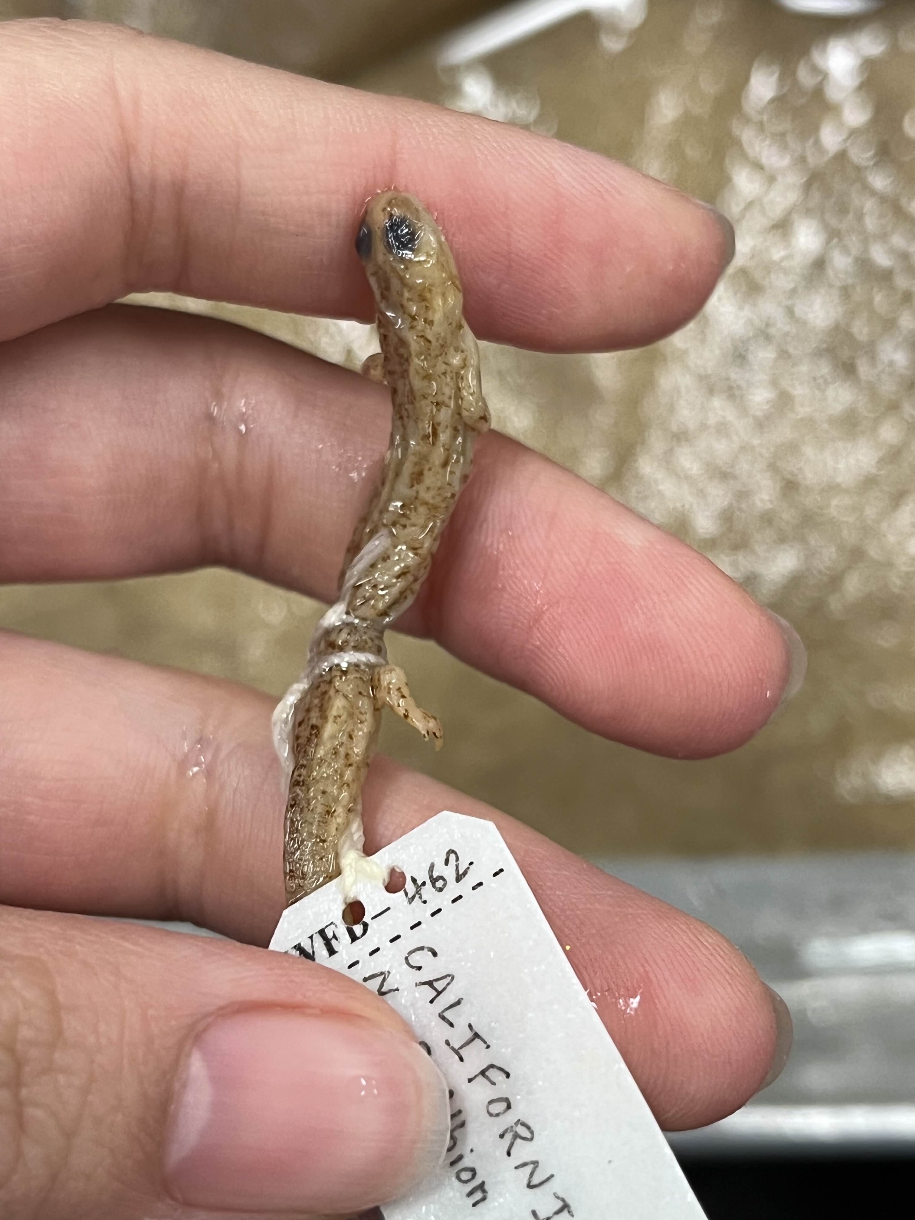 <p>Family?</p><ul><li><p>Western Coast US</p></li></ul><ul><li><p><strong>Square vent</strong></p></li></ul><ul><li><p>>10 species (less than)</p></li></ul><p></p>