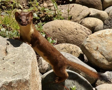 <p><span style="font-family: &quot;Times New Roman&quot;, serif;"><span>Long-tailed weasel</span></span></p>