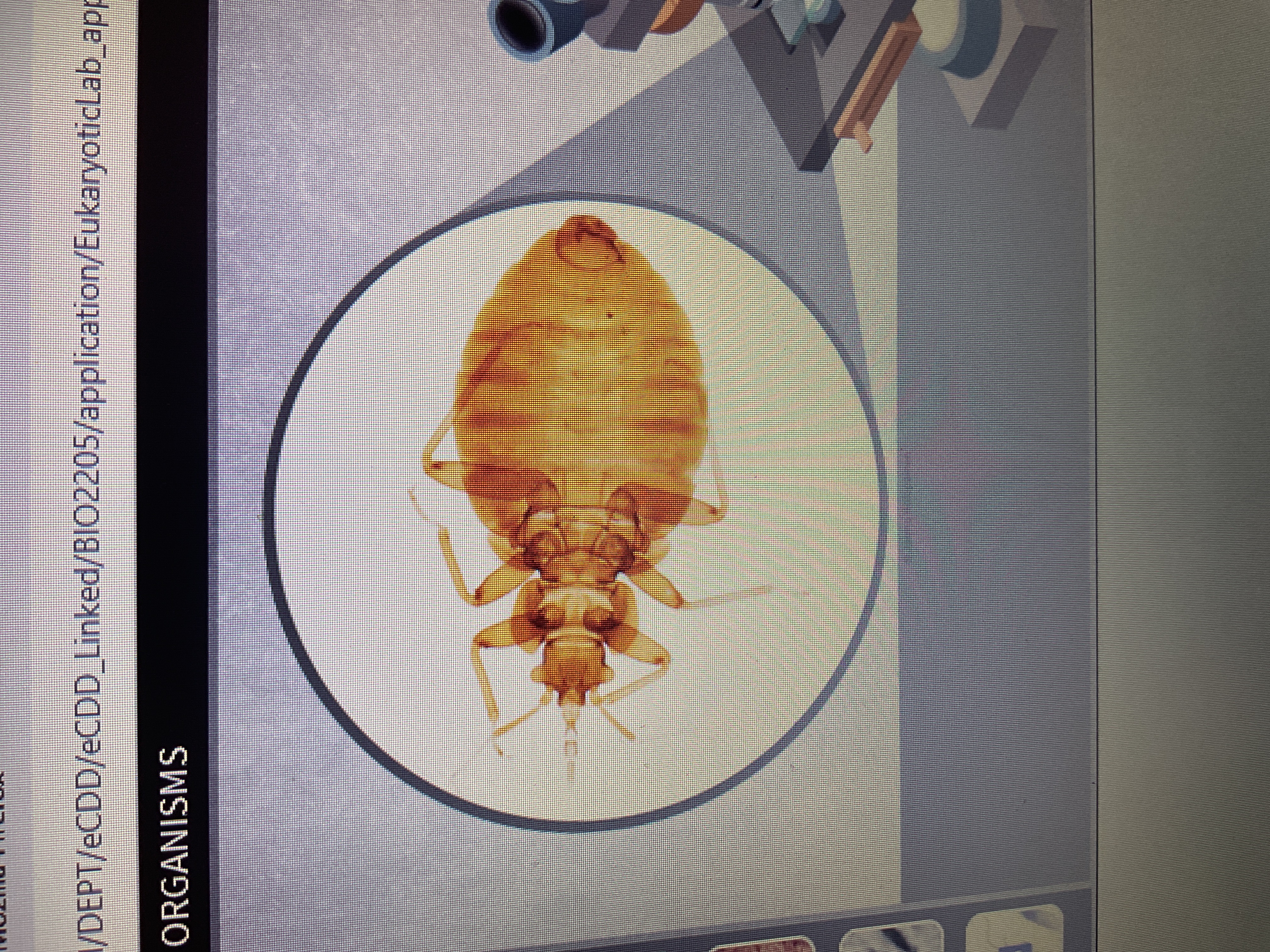<p>Arthropod</p><p>bed bug</p><p>Bites cause itching and irritation feeds on blood</p>