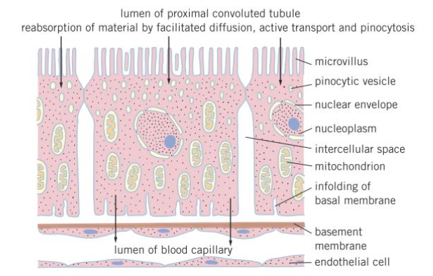 <p>acts as a selective barrier to prevent large molecules like proteins entering the blood</p>