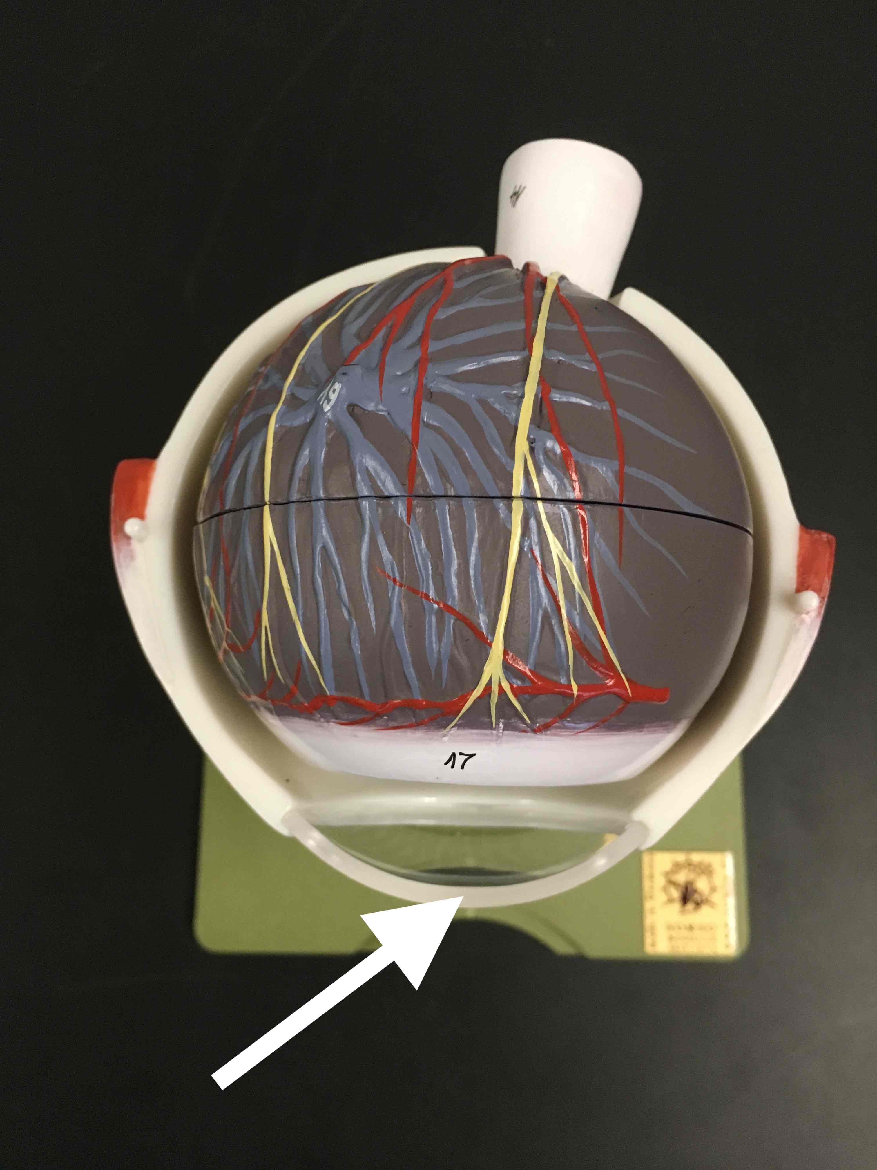 <p>name the clear structure</p>