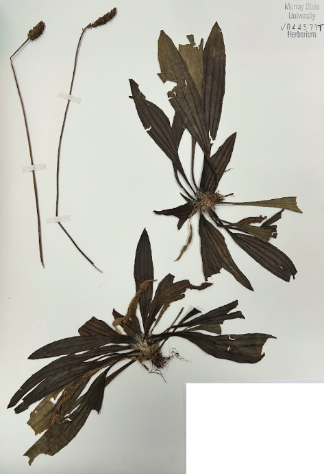 <p>Family + Genus?</p>