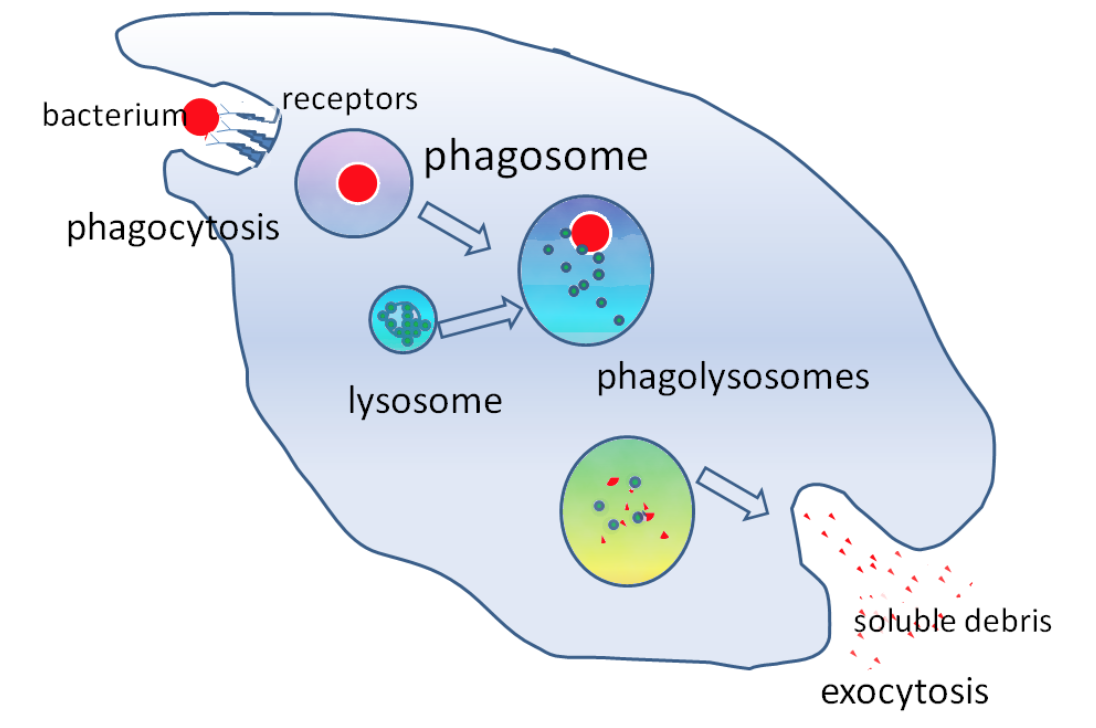 <p>digests unwanted material in the cell:</p><ul><li><p>hydrolyses material <u>ingested</u> by <u>phagocytic</u> cell</p></li><li><p><u>exocytosis</u> - releases enzymes to outside of cell to destroy material</p></li><li><p>digests <u>worn out organelles</u></p></li><li><p><u>autolysis</u> - complete breakdown of cells after they have died</p></li></ul><p></p>