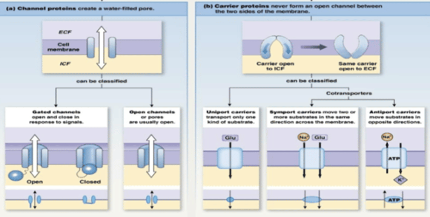 <p>What are the 4 types of channels? </p>