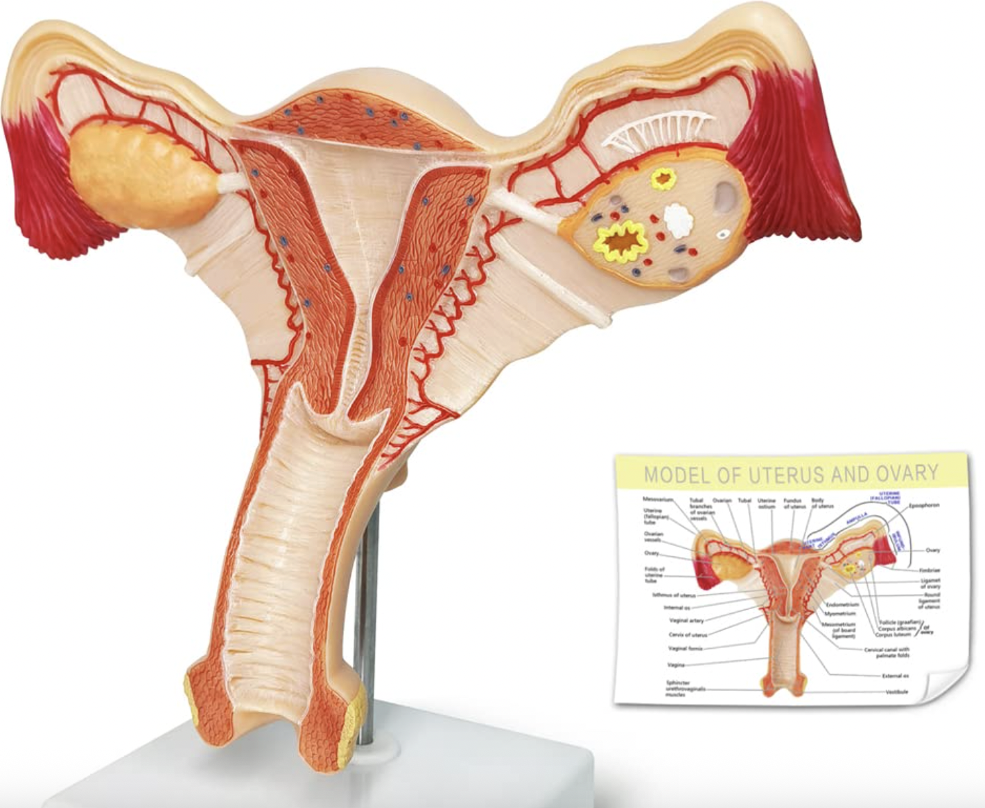 knowt flashcard image