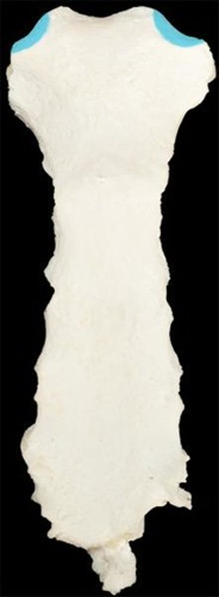 <p>where sternum connects to clavicles</p>