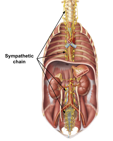 <ul><li><p>nerve “chain” with ganglia</p></li><li><p>pre and postsynaptic sympathetic neurons synapse in ganglia </p><ul><li><p>presynaptic cell bodies in lateral horn os spinal cord between T1-L2</p></li><li><p>ganglia in sympathetic trunk contain cell bodes of postsynaptic neurons</p></li></ul></li><li><p>allows for sympathetic neurons to travel up and down thoracolumbar region</p></li></ul><p></p>