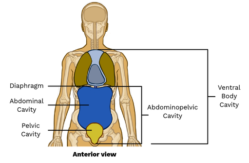 <p>the large ventral cavity between the diaphragm and pelvis that includes the abdominal and pelvic cavities </p>