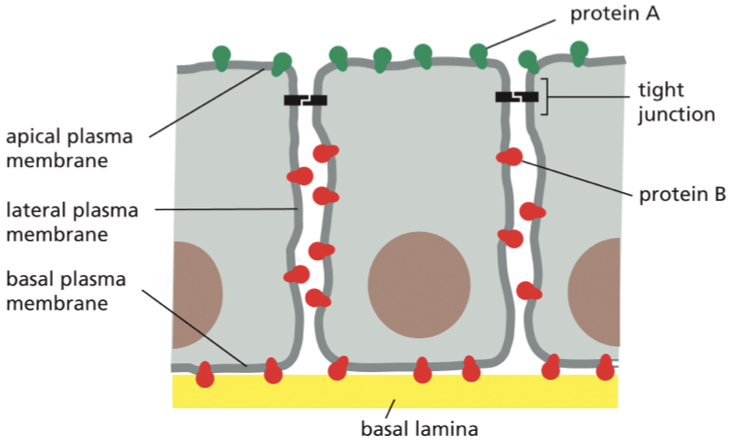 <p>membranes proteins are restricted to particular domains of the plasma membrane of epithelial cells in the gut explain this figure </p>