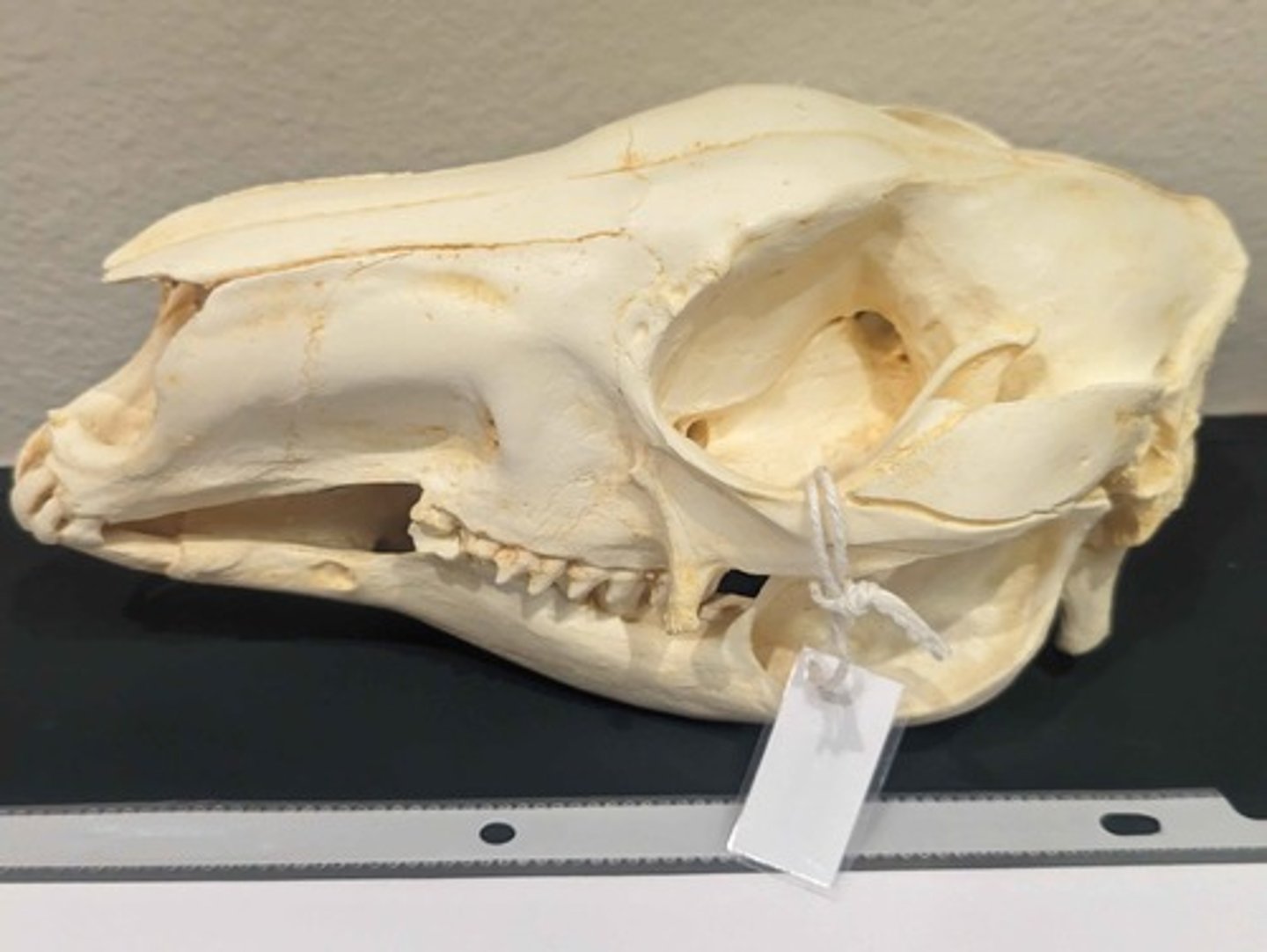<p>What animal is this? Answer with "Skull" after animal name.</p>