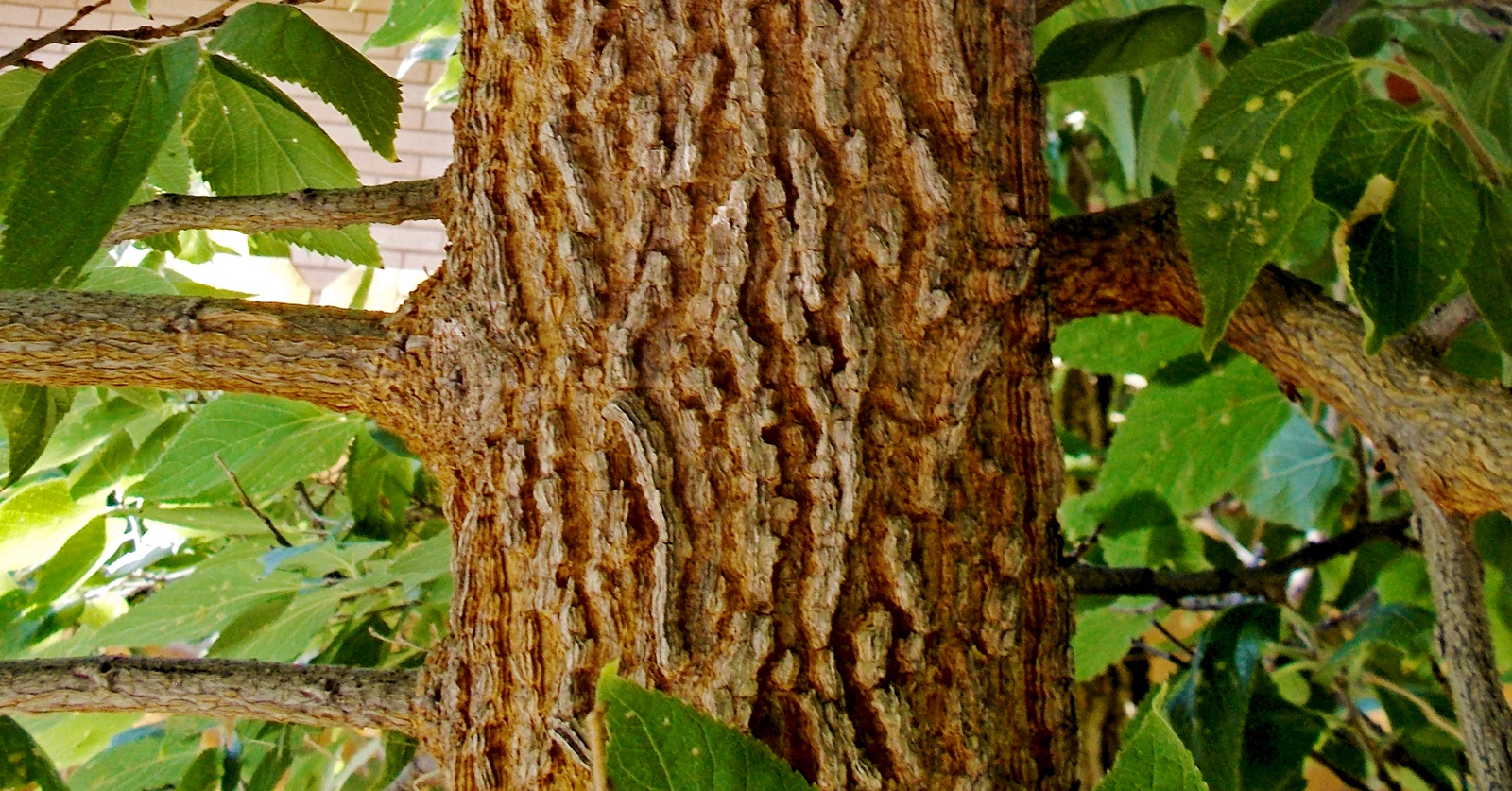 <p>Bark has pronounced warty growths, purplish-black berries, twigs often clumped in witch’s broom, no true terminal bud, nipple galls on underside of many leaves, jagged margins and uneven bases and sandpaper texture</p>