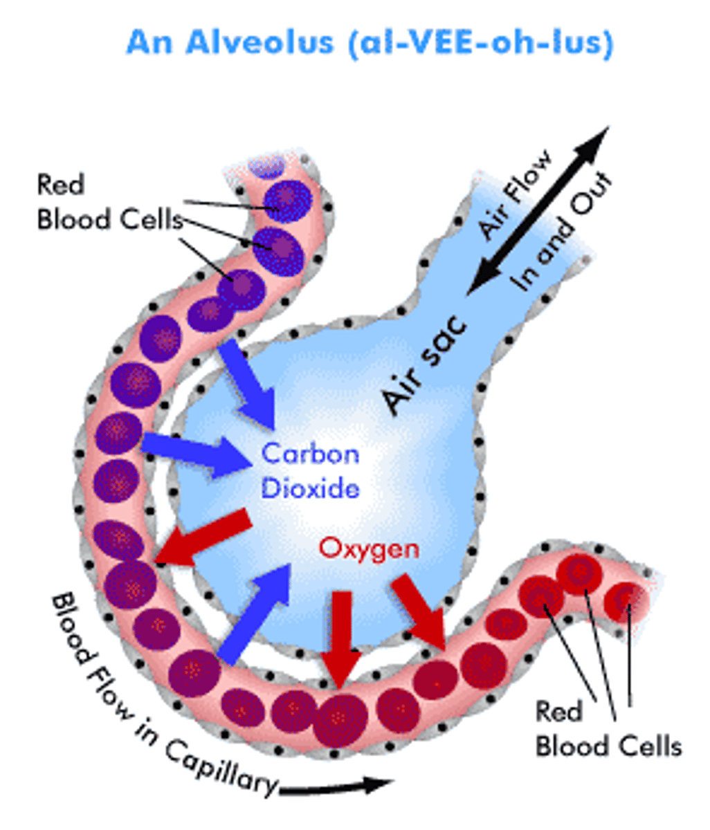 <p>1. Ventilation brings in oxygen-rich air and removes carbon dioxide-rich air, keeping a high oxygen and low carbon dioxide concentration gradient in the alveoli.</p><p>2. Oxygen dissolves in the moisture lining of the alveoli and diffuses into the blood, where it binds to haemoglobin in erythrocytes, forming oxyhaemoglobin.</p><p>3. Carbon dioxide in the blood diffuses into the alveoli and is breathed out.</p><p>4. Blood flow constantly brings in low-oxygenated and high-carbon dioxide blood, which maintains the concentration gradient between the blood and the alveoli.</p><p>In the alveoli are active surfactants, which help with breaking the water tensions to enable O2 to dissolve.</p>