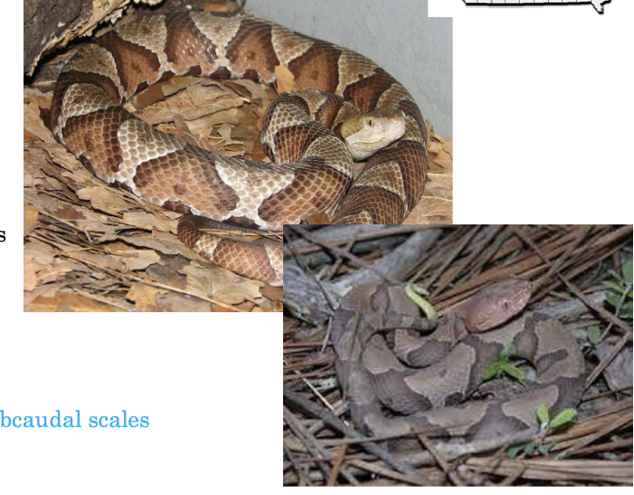 <p>eastern copperhead - highly venomous </p><ul><li><p>bronze/tan background, brown/orange ‘hourglass’ saddles</p></li><li><p><strong>ventral is cream with dark patches </strong></p></li><li><p><strong>brown, broad postocular stripe</strong></p></li><li><p>scales <u>keeled </u>(weakly) with <u>single subcaudal scales,</u> anal plate <u>undivided</u></p></li><li><p><strong>active </strong>(until to hot day) <strong>nocturnal</strong></p></li><li><p><strong>ovoviviparous </strong></p></li><li><p><strong>passive </strong>- until restrained </p></li></ul><p>rare in IA, found in extreme SE. overwinter rocky outcrops, active open rocky, wooded river or stream valleys</p><p>juveniles grey until first shed, also have sulfur yellow colored tail tip </p>