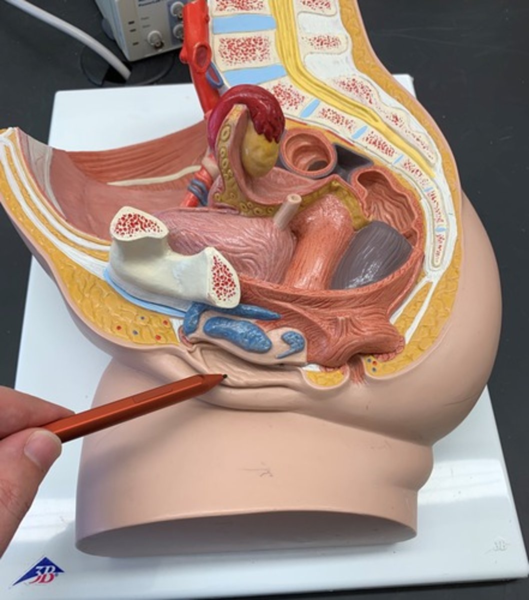 <p>Smaller pair of skin folds that protect the vaginal opening</p>