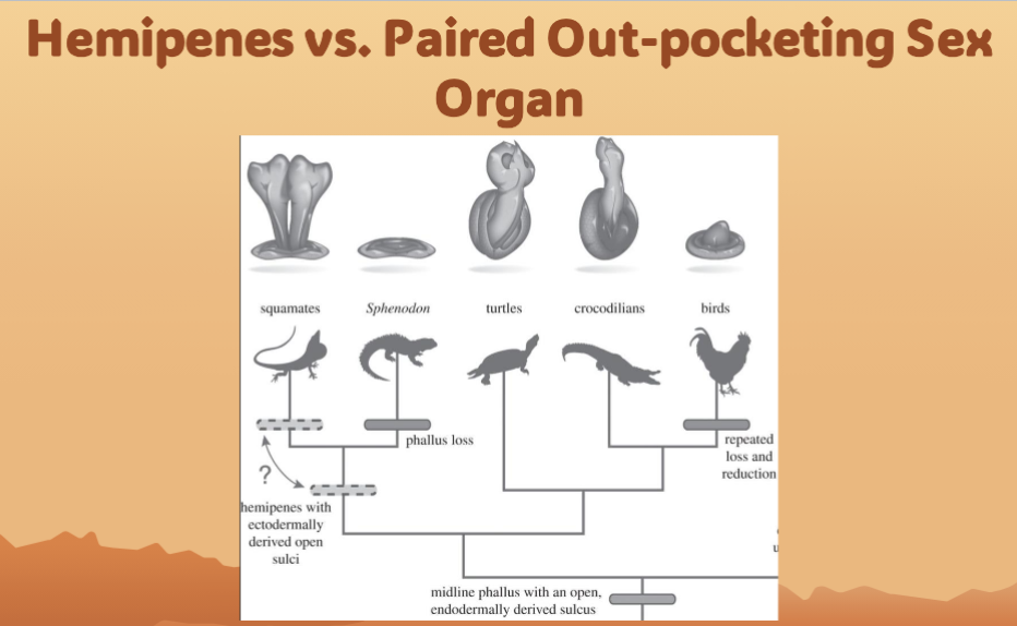 <p>Squamates (snakes &amp; lizards) have hemipenes</p><p>There are 2 (hemi-) for doubling the chance of reproduction</p>