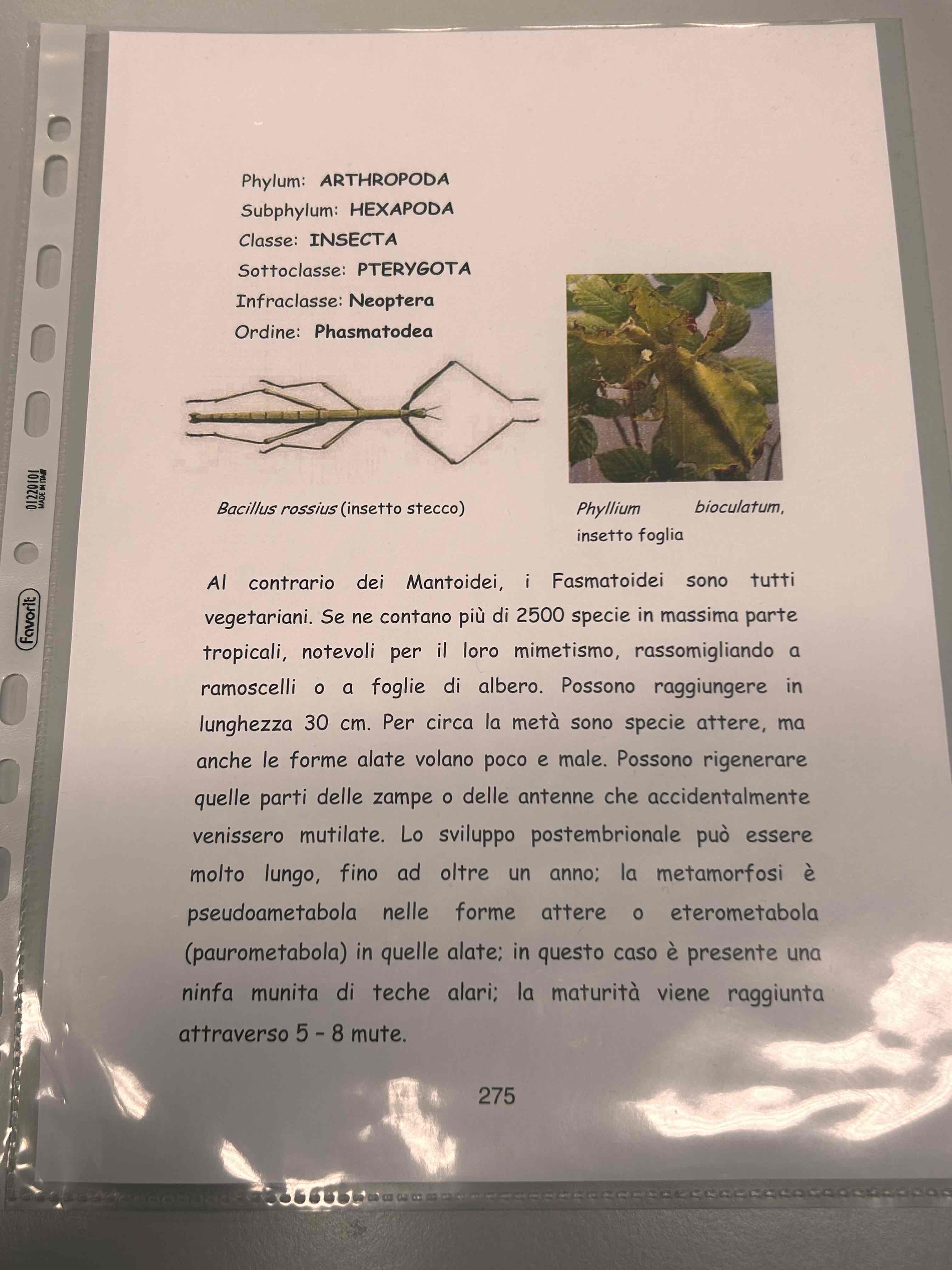 <p>Artropodi</p><p>Esapodi</p><p>Insetti</p><p>Pterygota</p><p>Neotteri</p><p>Eterometaboli</p><p>Phasmatodea</p><p>Bacillus rossius</p>