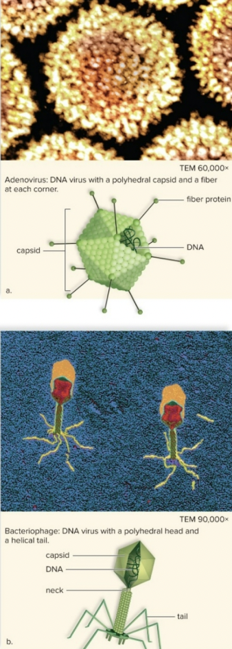 <p>• Obligate intracellular parasites</p><p>• Two Parts:</p><ol><li><p>Genetic Material (DNA or RNA)</p></li><li><p>Protein Capsid (surrounds genetic material)</p></li></ol><p>• Sometimes present: Envelope (remnants of plasma membrane of a previously infected cell which aids entry to new cells for infection)</p>