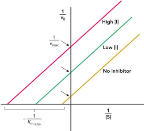 <p>uncompetitive inhibitor</p>