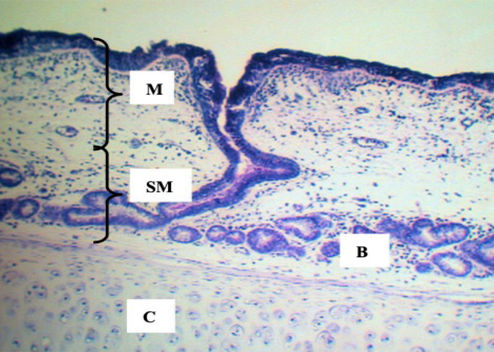 <p>Identify the structure</p>