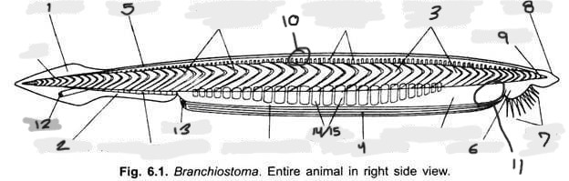 <p>Name structure 6</p>
