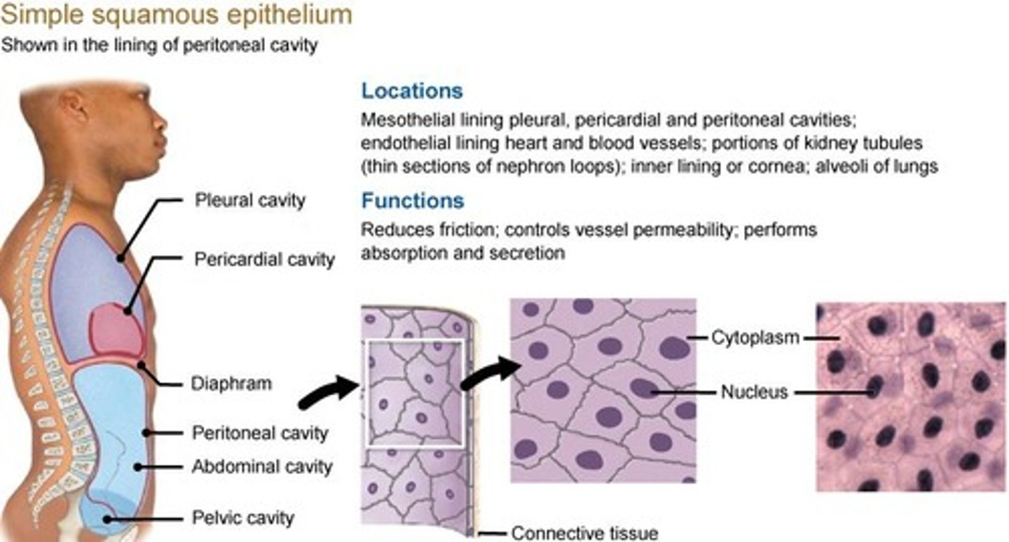 <p>One layer thick, allows for materials to be exchanged through diffusion through cells.</p>