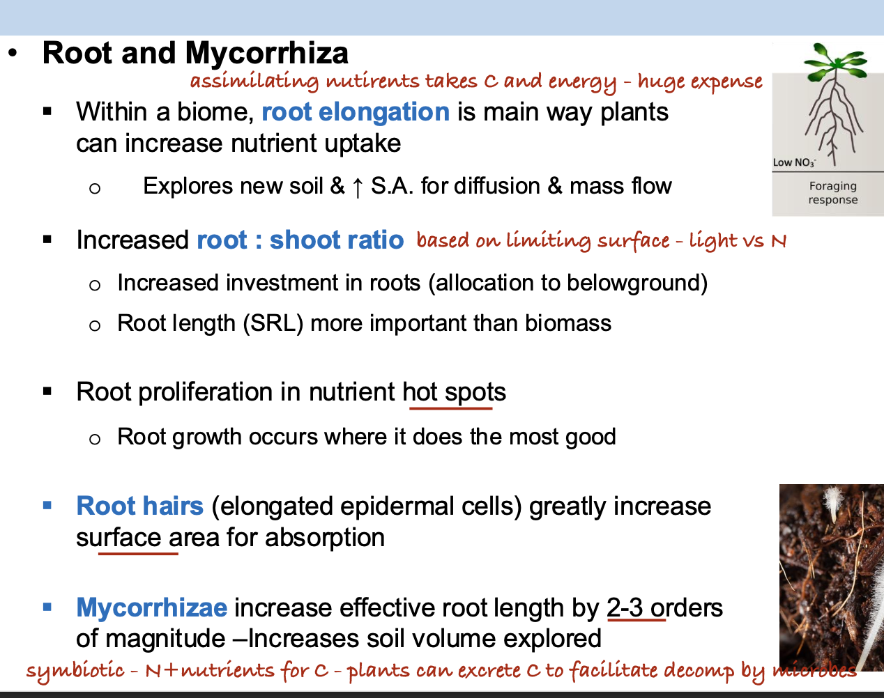 <p>A. Root elongation is a primary method through which plants can enhance nutrient uptake.</p><p>C. Plant tends to grow more root biomass in nutrient-rich <em>hotspots</em> within the soil profile.</p><p>D. Both root hairs and root mycorrhizal associations can effectively increase the root surface area for nutrient absorption.</p>