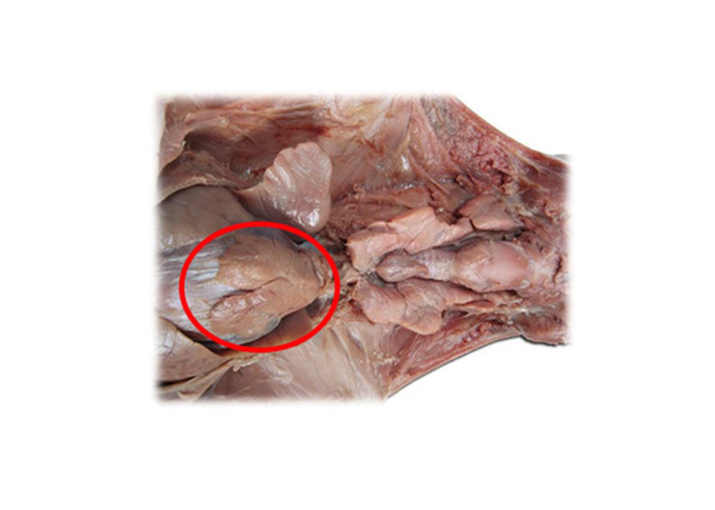 <p>What is the function of the Thymus Gland?</p>