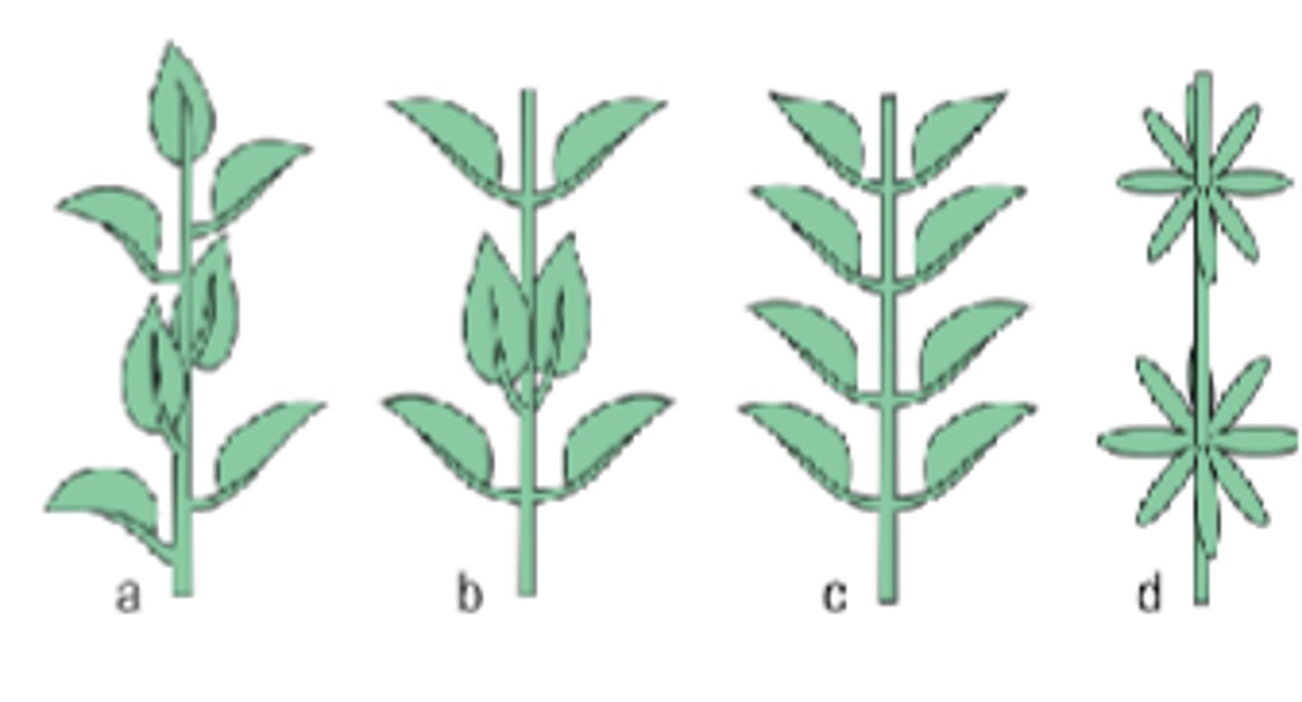 <p>1)Alternate: one leaf per node</p><p>2)Opposite (deccusate): pair of opposite leaves per node, each pair rotated 90 degrees</p><p>3)Opposite(distichous): pair of opposite leaves per node, all pairs in same plane</p><p>4)whorled: 3 or more leaves per node</p>