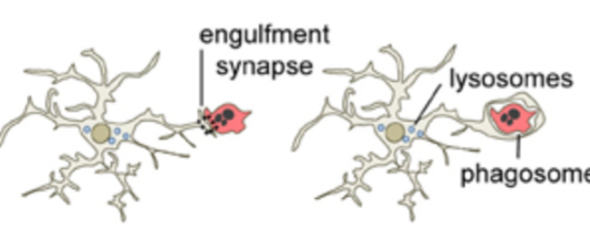 <p>-smallest glial cells</p><p>-phagocytic, immune system</p><p>-wander CNS and replicate during infection</p><p>-also remove debris</p>