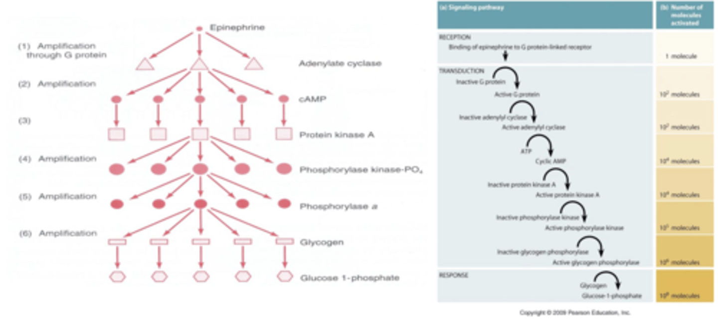 <p>catalytically amplify the intended signal (respond to 2nd messengers) </p>