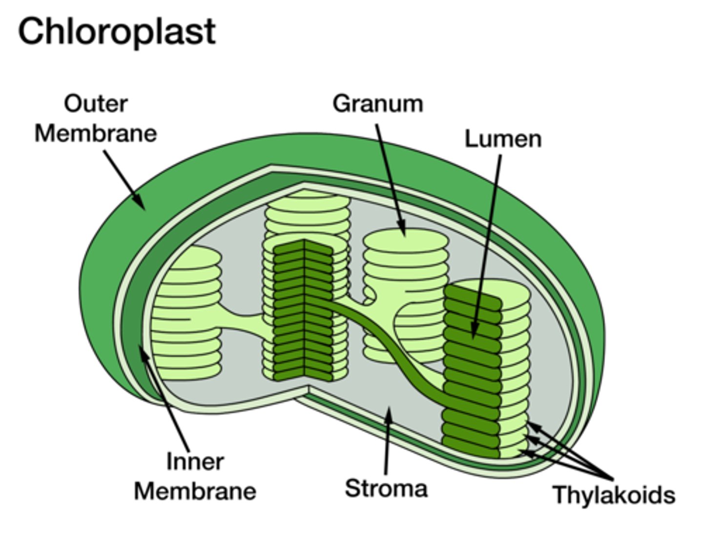 <p>thylakoids; chlorophyll; green; light energy</p>