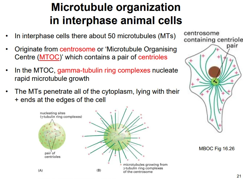 <ul><li><p>microtubules radiate out from the <strong>centrosome </strong>(the microtubule organising centre, <strong>MTOC</strong>), which contains a <strong>pair </strong>of <strong>centrioles- </strong>the centrosome has many <strong>gamma-tubulin ring complexes</strong> for initiation</p></li><li><p>most microtubules constantly polymerise and depolymerise out from the centrosome due to <strong>dynamic instability</strong></p></li><li><p>this is because hitting the membrane perpendicularly causes the loss of the GTP cap and results in depolymerisation</p></li></ul><p></p><ul><li><p>we believe this functions to help the cell to<strong> explore and sense changes </strong>in the plasma membrane</p></li><li><p>microtubules also act as tracks for <strong>motor proteins </strong>to <strong>move organelles and transport vesicles </strong>around the cell eg. the endomembrane system</p></li><li><p>the <strong>spindle fibres</strong> used in mitosis are microtubules</p></li><li><p>(eukaryotic) <strong>cilia </strong>contain microtubules in a<strong> 9+2 </strong>formation for <strong>movement </strong>eg. sperm, and <strong>signalling/sensing</strong> eg. rod cells</p></li></ul><p></p>
