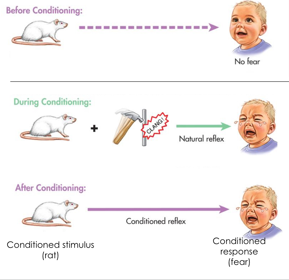 <p>Little Albert Case Study completed by John Watson and Rosalie Rayner (1920) In which they were attempting to give him a phobia.</p><ul><li><p>Albert was presented with a <span style="color: red"><strong>N</strong>eutral <strong>S</strong>timulus</span> of a white rat amongst other animals that he originally had no fear of</p></li><li><p>Whenever Albert attempted to touch the rat, researches made a loud noise which frightens Albert</p><ul><li><p>This was an <span style="color: red"><strong>U</strong>n<strong>C</strong>onditioned <strong>S</strong>timulus</span> which made an <span style="color: red"><strong>U</strong>n<strong>C</strong>onditioned Response</span> of fear.</p></li></ul></li><li><p>The <span style="color: red">NS</span> became associated with the <span style="color: red">UCS</span> which meant they both produced a fear response</p></li><li><p>Even with the <span style="color: red">UCS</span> removed the <span style="color: red">NS</span> produced fear on its own meaning the <span style="color: red">NS</span> became a<strong> </strong><span style="color: red"><strong>C</strong>onditioned <strong>S</strong>timulus</span> which produced a<strong> </strong><span style="color: red"><strong>C</strong>onditioned <strong>R</strong>esponse</span></p></li><li><p>The conditioned then generalised to similar objects such as a fur coat</p></li></ul>
