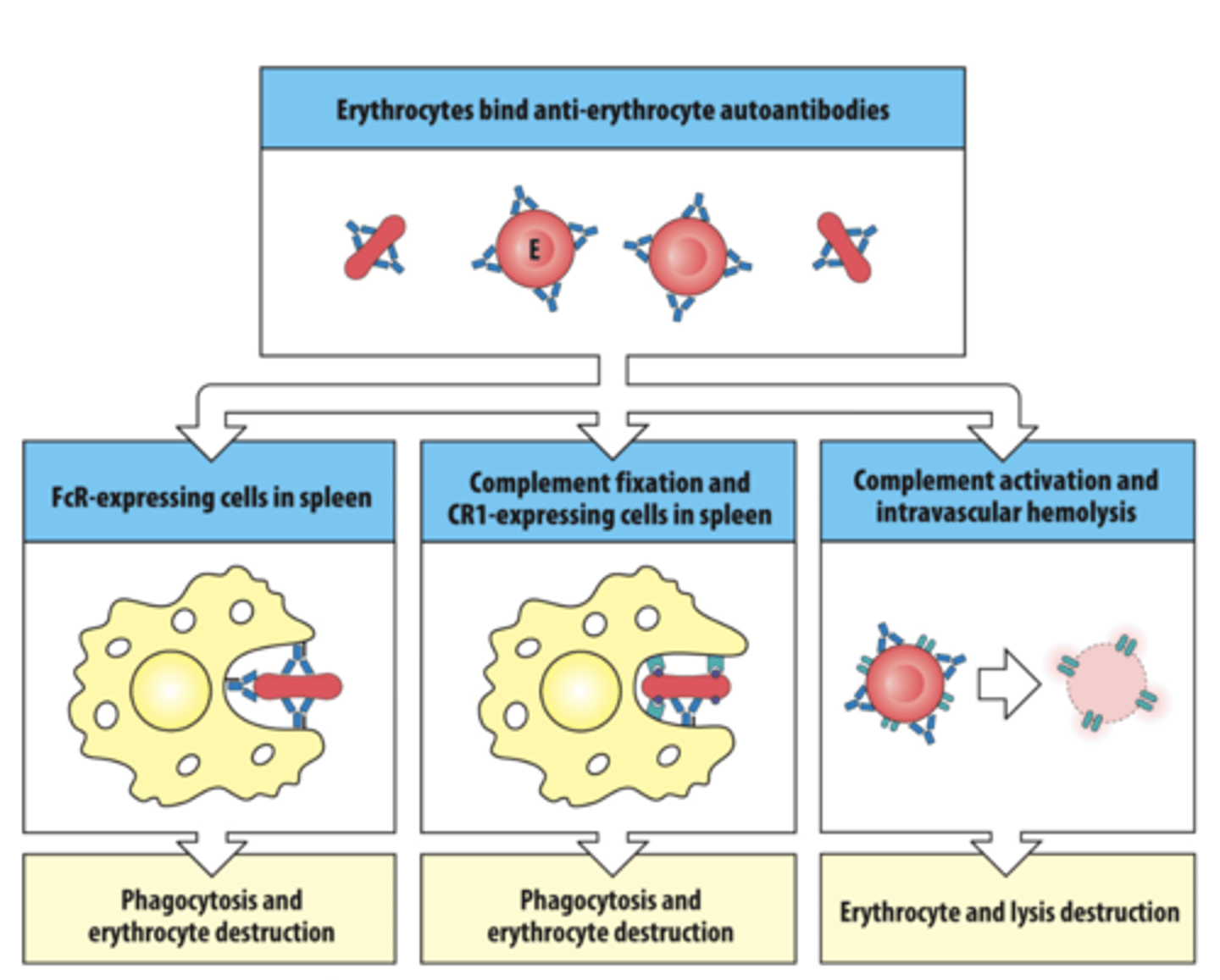 <p>A: Components on the surface of red blood cells (RBCs)</p>