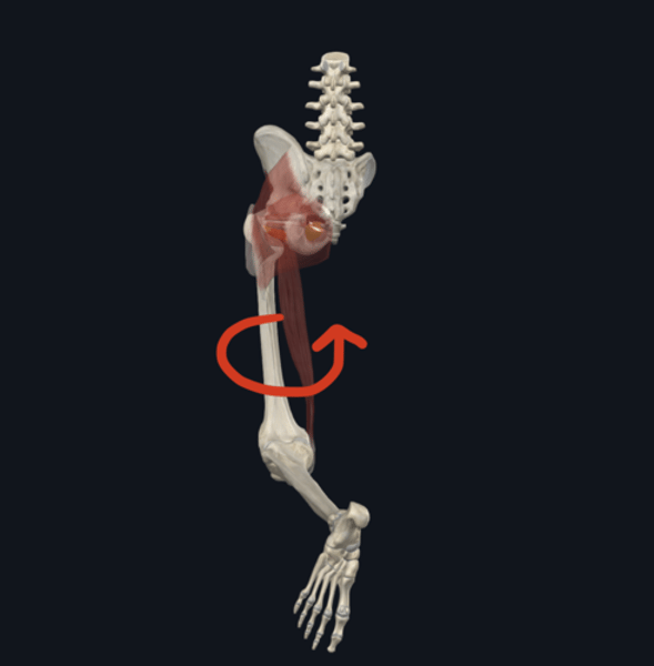 <p>Action: Obturator externus </p>