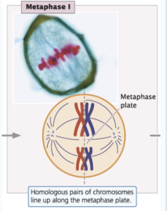 <p>Metaphase I</p>