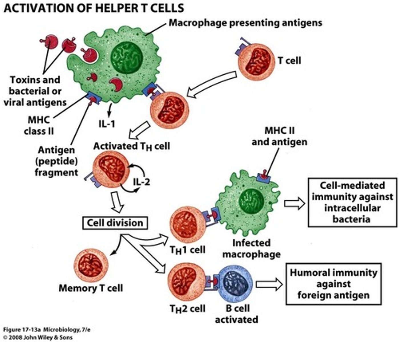 <p>-Activate B cells to induce antibody production</p><p>-release cytokines to help activate cytotoxic T cells</p>