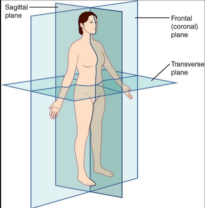 <p>Median plane: midsagittal, vertical, longitudinal</p><p>Sagittal planes: vertical, parallel to median plane </p><p>Coronal planes: frontal, vertical, at right angles to median plane </p><p>Horizontal planes: transverse, at right angles to the median and coronal planes</p>