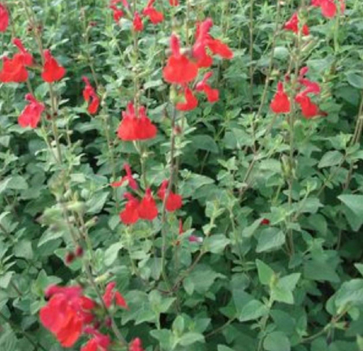 <p>autumn sage</p>