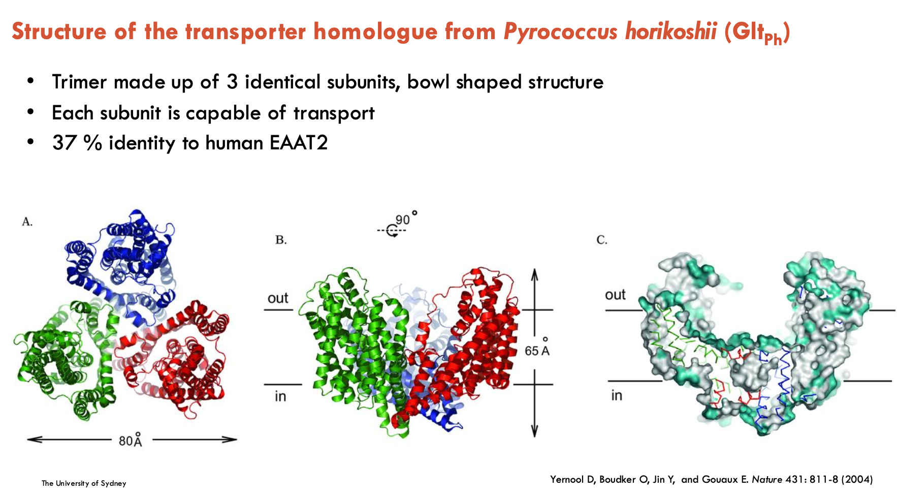 <p>Trimer made up of 3 identical subunits, bowl-shaped structure</p><ul><li><p>each subunit is capable of transport</p></li><li><p>37% identity to human EAAT2</p></li><li><p>is an Na<sup>+</sup>-dependent aspartate transporter</p></li></ul><p></p>