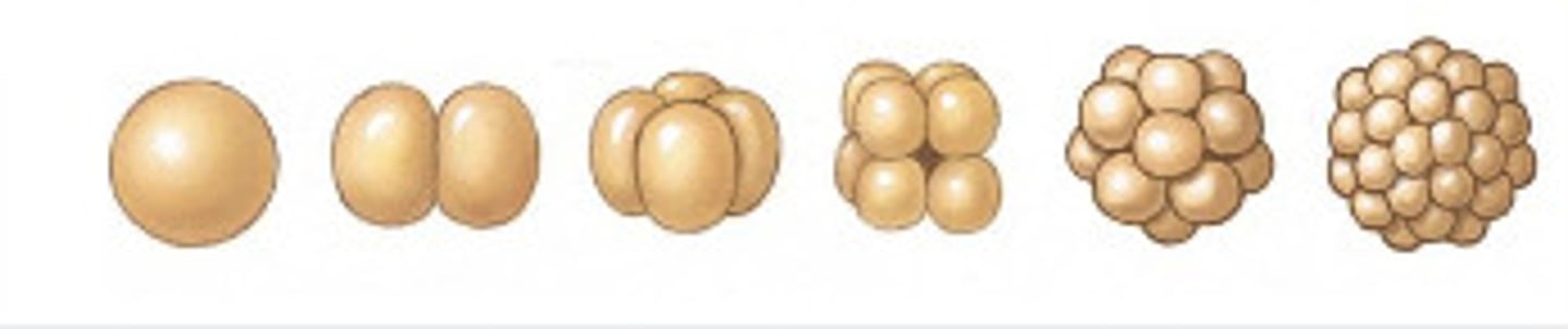 <p>- little yolk throughout egg</p><p>- holoblastic cleavage</p><p>- direction of divisions can be radial, spiral, or rotational</p><p>- found in echinoderms, tunicates, mollusks, cephalochordates, and mammals (humans)</p>