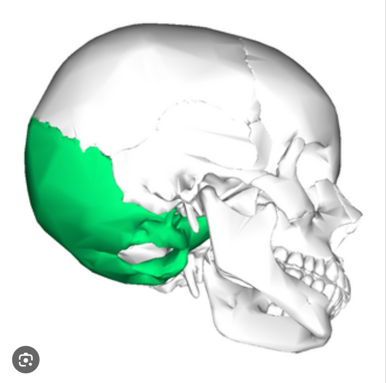 <p>The posterior cranial bone that forms the back of the skull</p>
