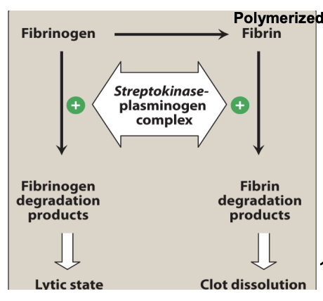 <ul><li><p>Bleeding due to <u>non-specific lysis activity and degrrades fibrinogen (precursor to fibrin) and Factors V and VII.</u></p></li><li><p><u>Also more plasmin means that more clots are dissolved and increased bleeding risk. </u></p></li><li><p>Hypersensitivity (rash/fever/anaphylaxis)</p></li><li><p>Ineffective if antibodies from prior strep infection neutralize it (since it’s a foregin protein).</p></li><li><p>Antibody presence → need high dose to overcome resistance</p></li></ul><p></p>