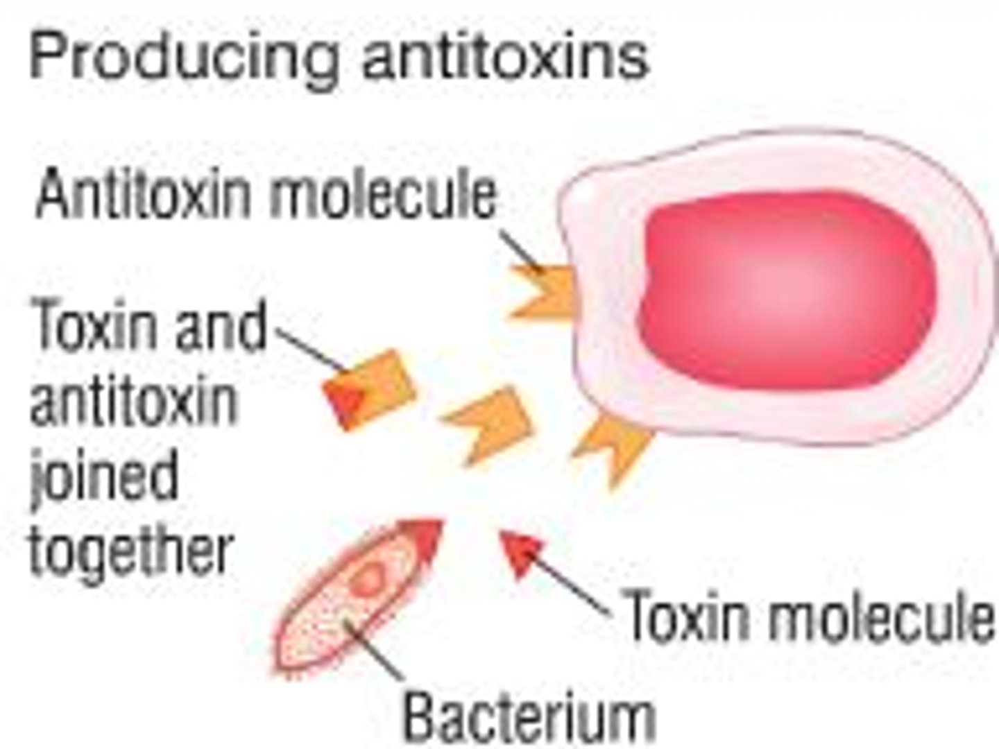<p>produced by the host body and <b>neutralise toxins</b></p>
