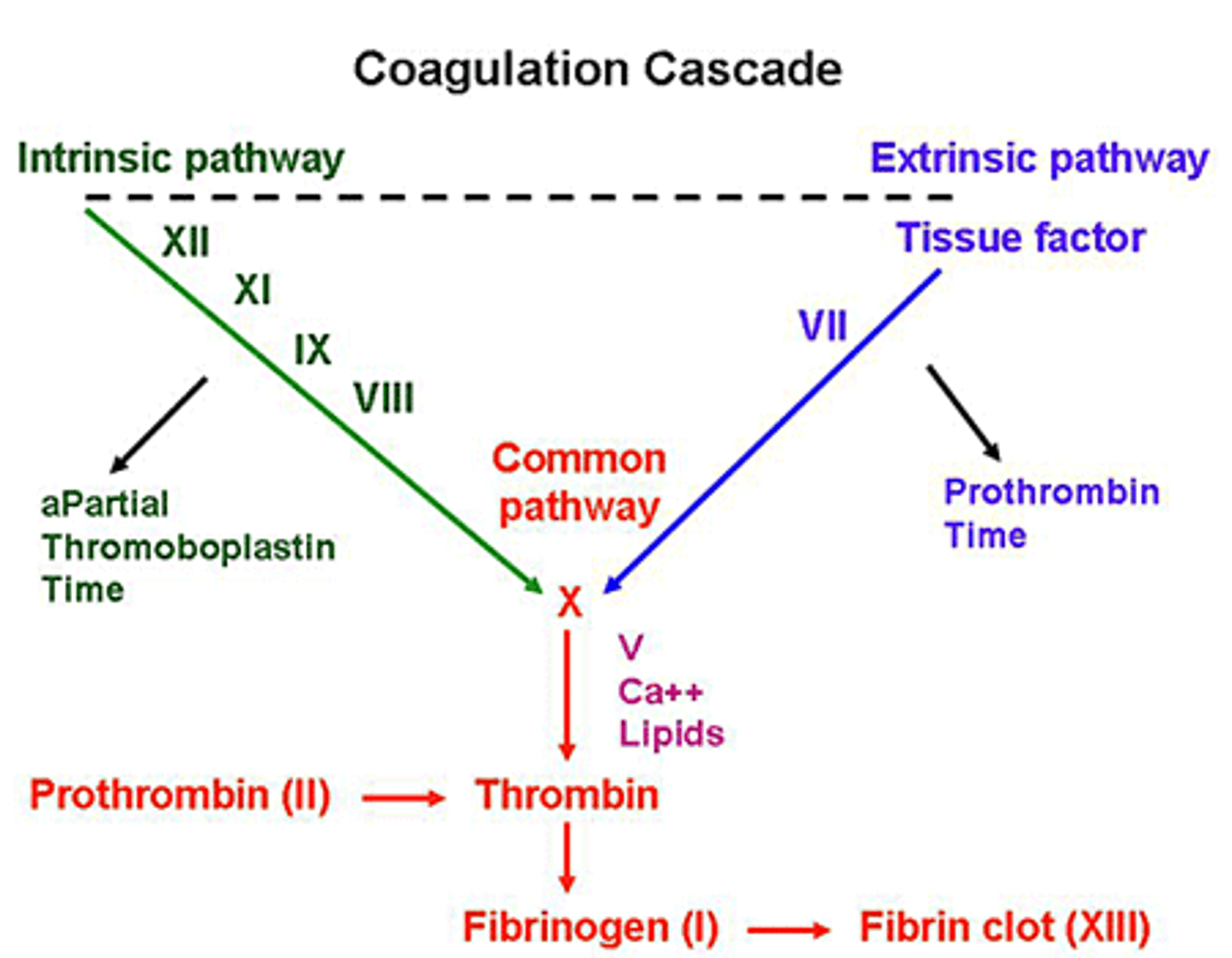 <p>Calcium-binding sites; found in clotting factors (VII, IX, & X), prothrombin and osteocalcin (secreted by osteoblasts) & bone formation</p>