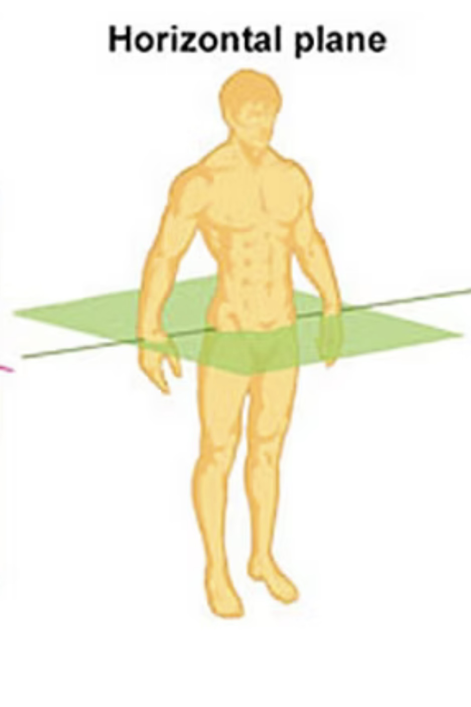 <p>Horizontal plane that divides body into superior and posterior</p>