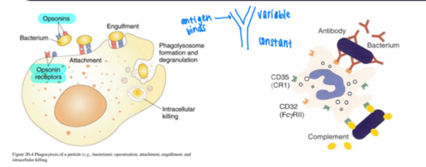 <p>process by which molecules such as antibodies (called opsonins) bind to the surface of a pathogen and make it more susceptible to destruction</p>