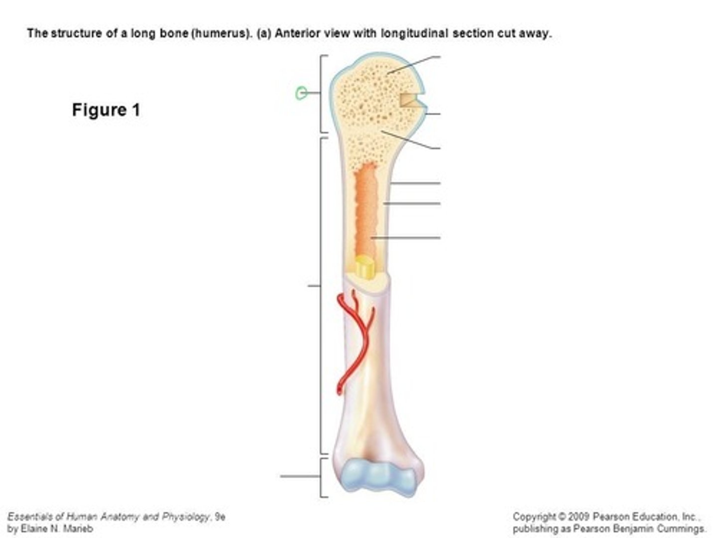 <p>the end of the long bone closest to the center of the body</p>