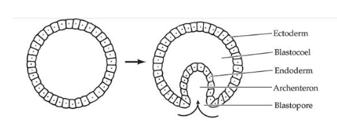 <p>Opening to outside of gastrula</p>