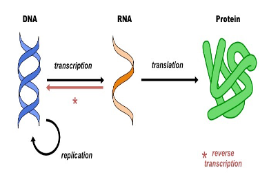 Describes the process of DNA being transcribed to RNA and then translated to protein.